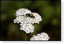 Paracorymbia fulva Smalboktor insect insecten kever kevers tor torren spin spinnen wesp wespen bij bijen sprinkhaan sprinkhanen vlieg vliegen mug muggen